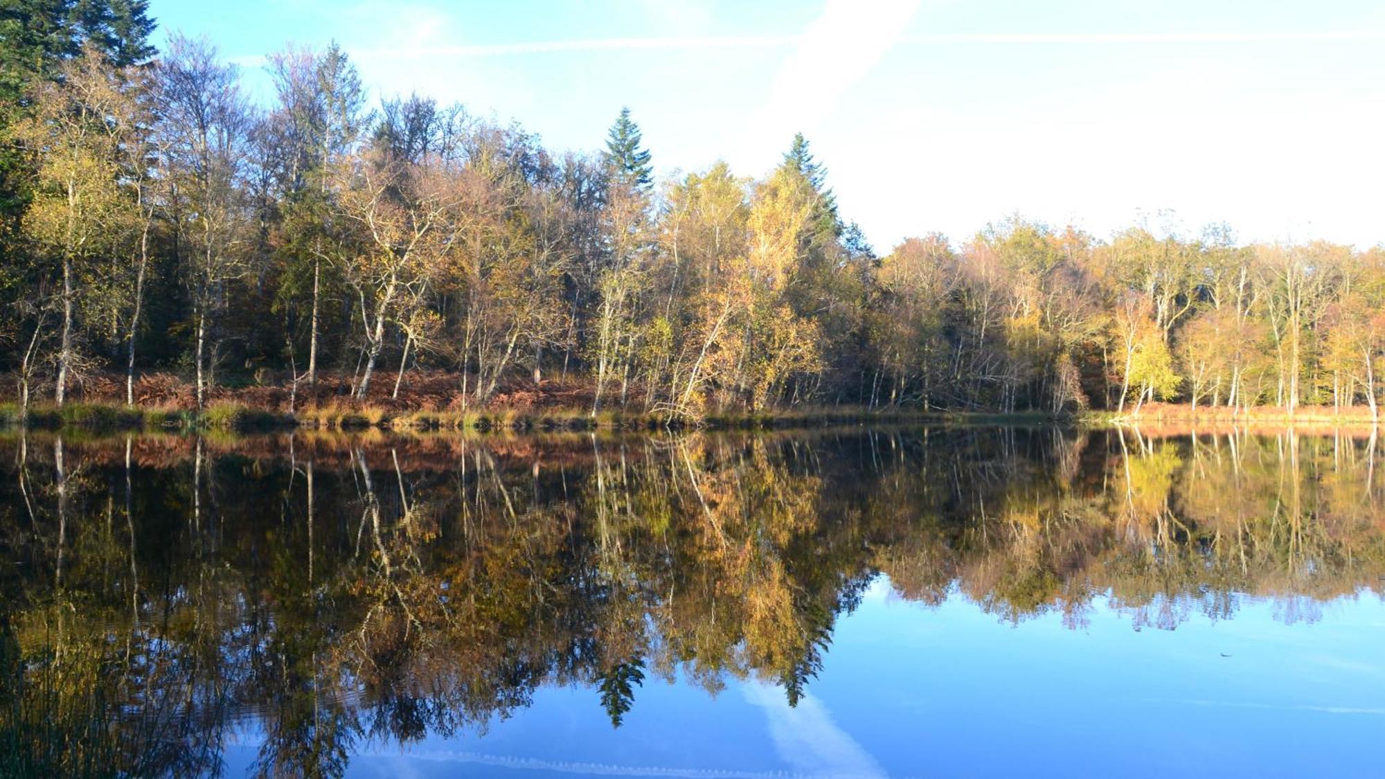 Chalet Des Aigrettes, Les 1000 Etangs La Voivre  Exterior foto