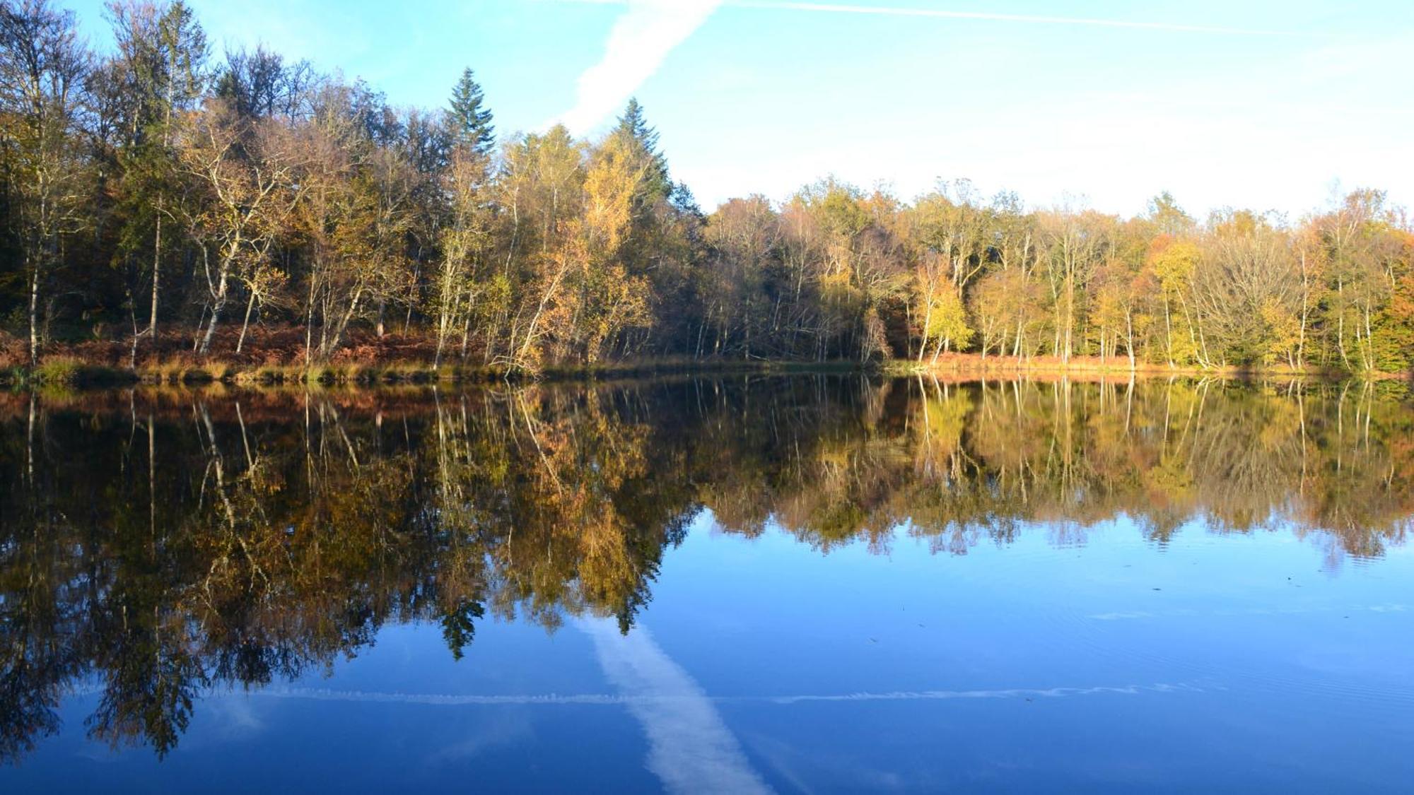 Chalet Des Aigrettes, Les 1000 Etangs La Voivre  Exterior foto